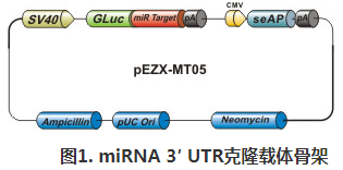 miTarget? miRNA 3′ UTR 克隆