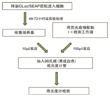 Secrete-Pair? Dual Luminescence Assay Kit