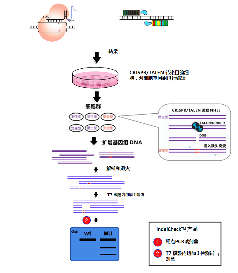 CRISPR/TALEN 插入缺失檢測體系