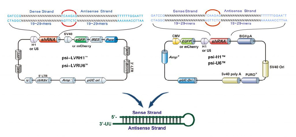 OmicsLink? shRNA表達(dá)克隆