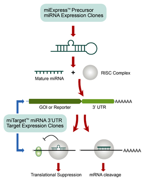 OmicsLink? miRNA precursor lentiviral clones